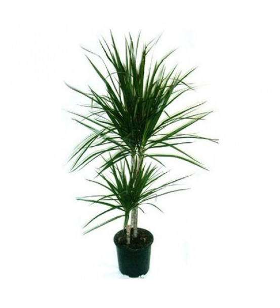 2 li marginata