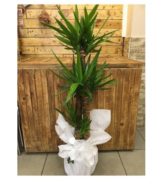 3lü Yucca