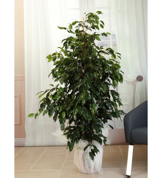 1li Orta Boy Ficus