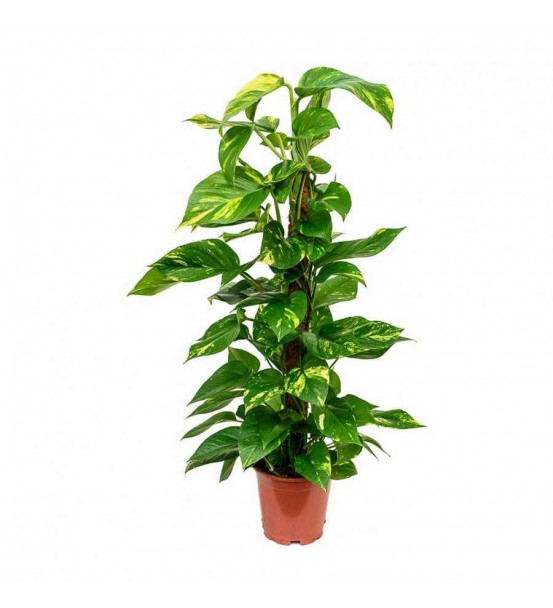 1li Epipremnum-Sarmaşık